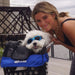 Woman holding a small white dog in a blue pet carrier with sunglasses on, outdoors.